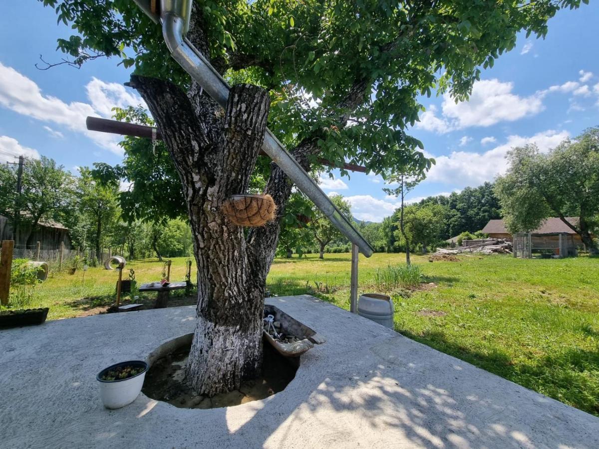 Casa Primitoare In Inima Naturii Si Padurii Rasca  エクステリア 写真