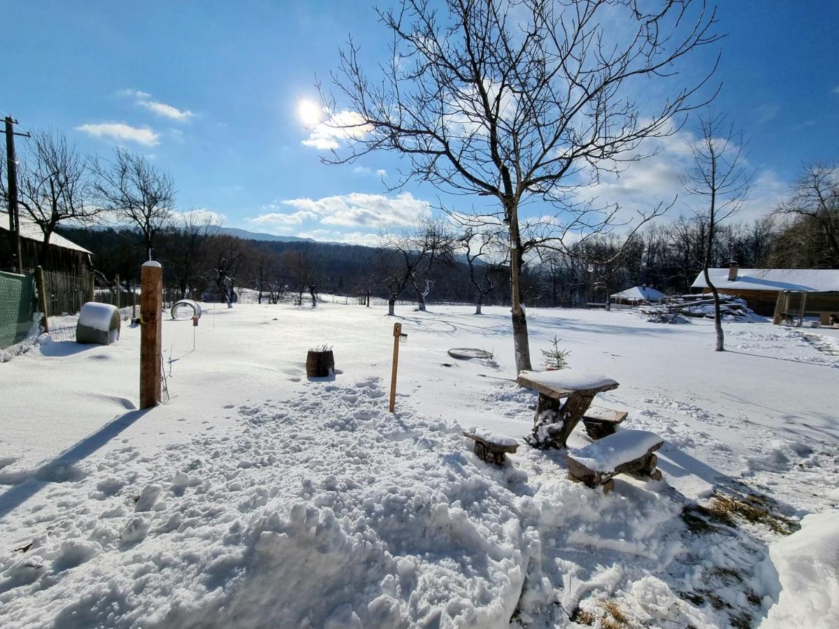Casa Primitoare In Inima Naturii Si Padurii Rasca  エクステリア 写真